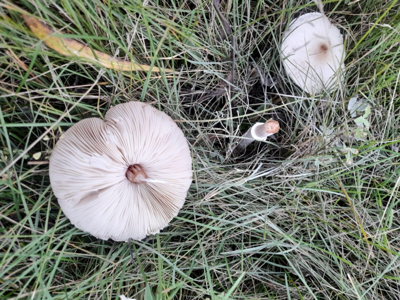 Гриб белого цвета на тонкой ножке