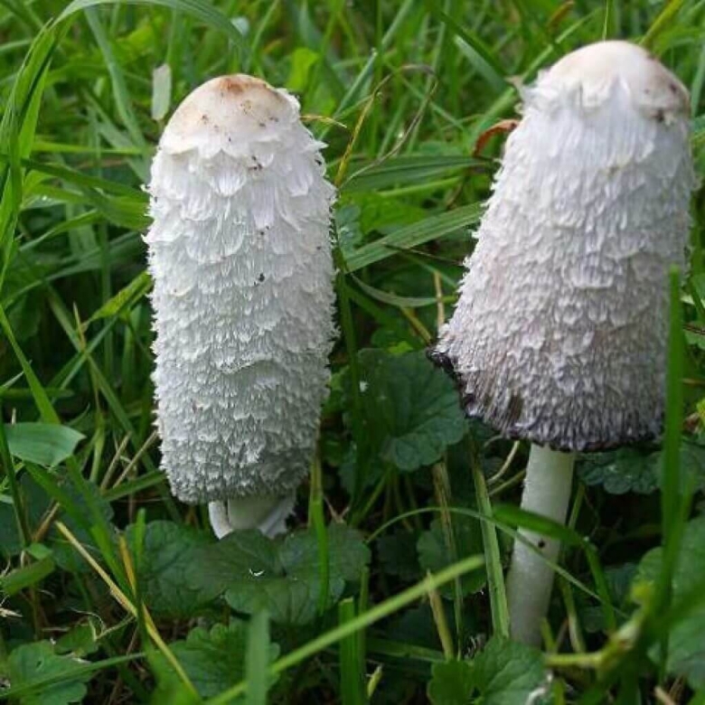 Гриб навозник чешуйчатый