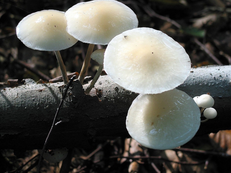 Удемансиелла слизистая