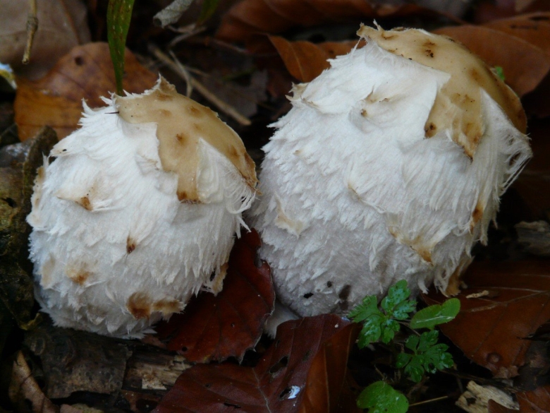 Навозник белый Coprinus comatus