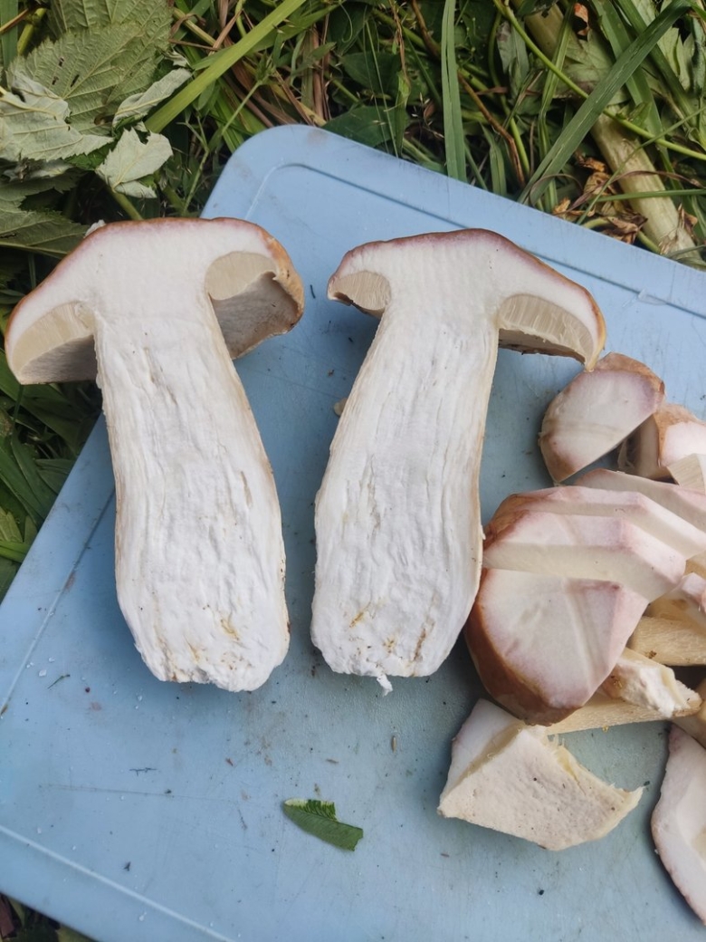 Настоящий белый гриб