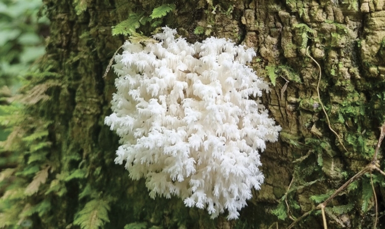 Белый призрак гриб