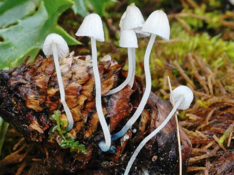 Мицена cyanorrhiza