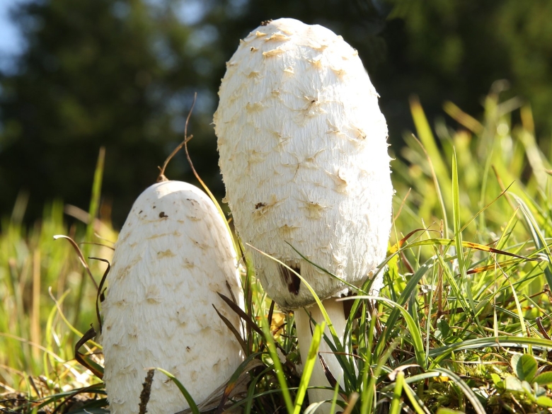 Луговой белый гриб