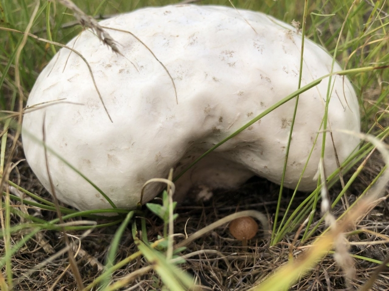 Грибы сопливые как называются