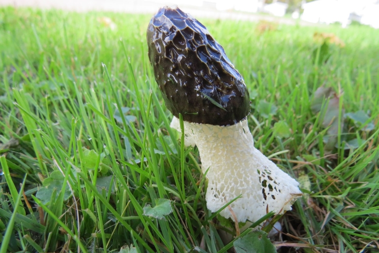 Гриб с черной шляпкой