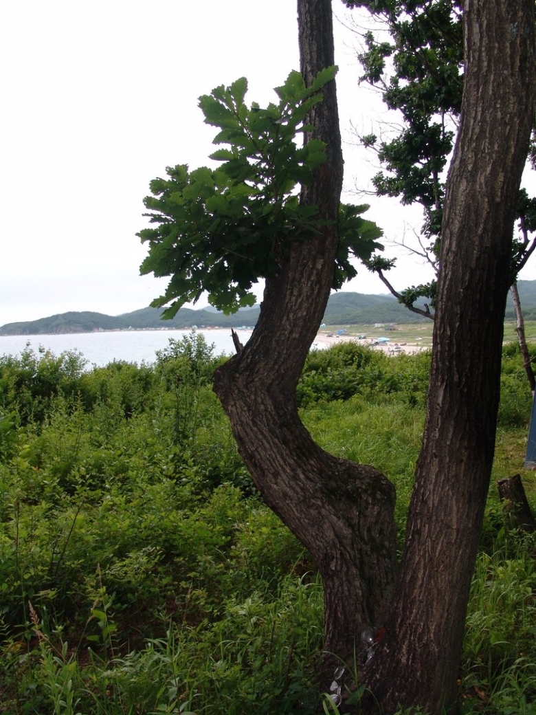 Диморфант дерево Приморский край