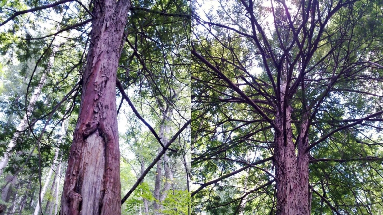 Дерево тис Приморский