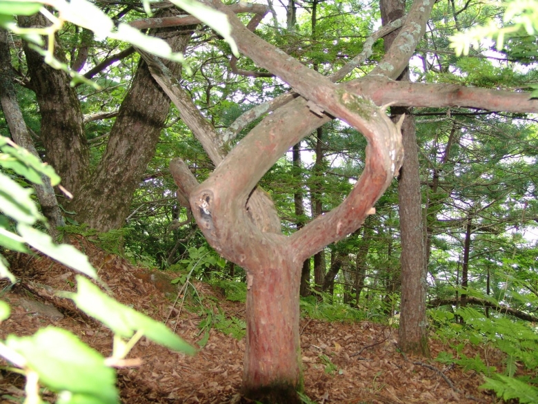 Тис остроконечный остров Петрова