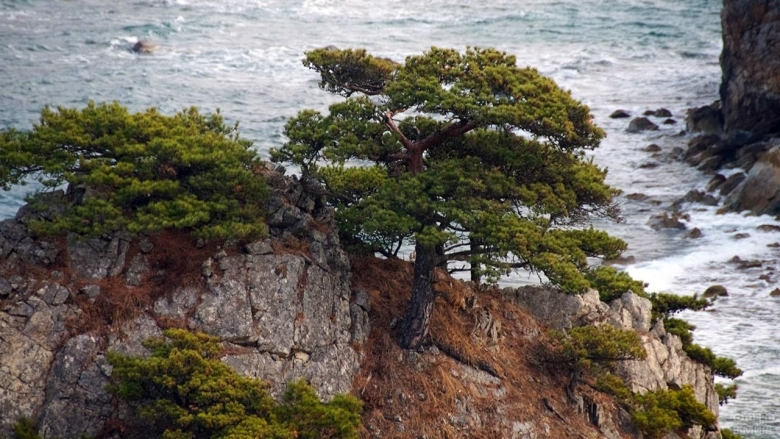 Сосны Дальневосточный морской заповедник