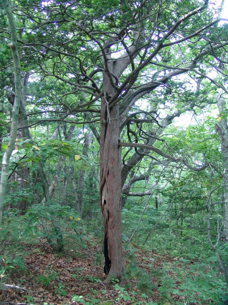 Тис остроконечный Приморье