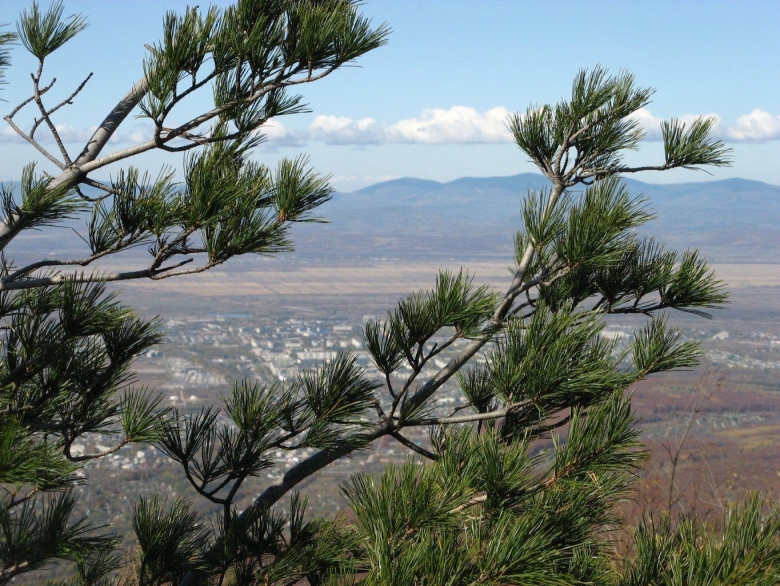 Кедр корейский Приморский край