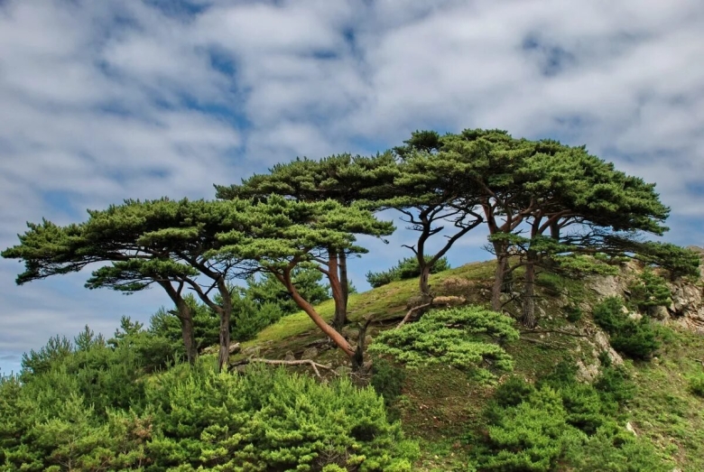 Сосна густоцветковая Дальневосточный