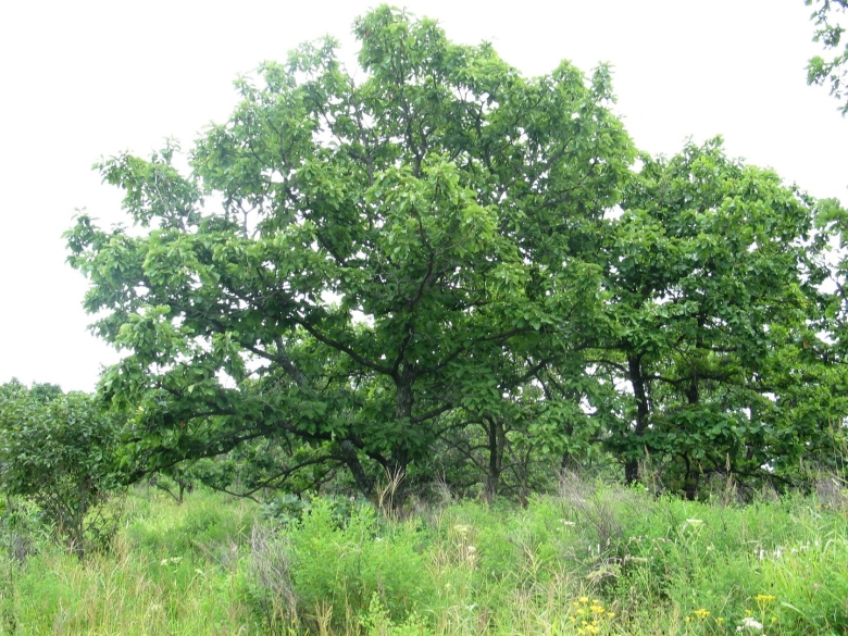 Дуб зубчатый Quercus dentata