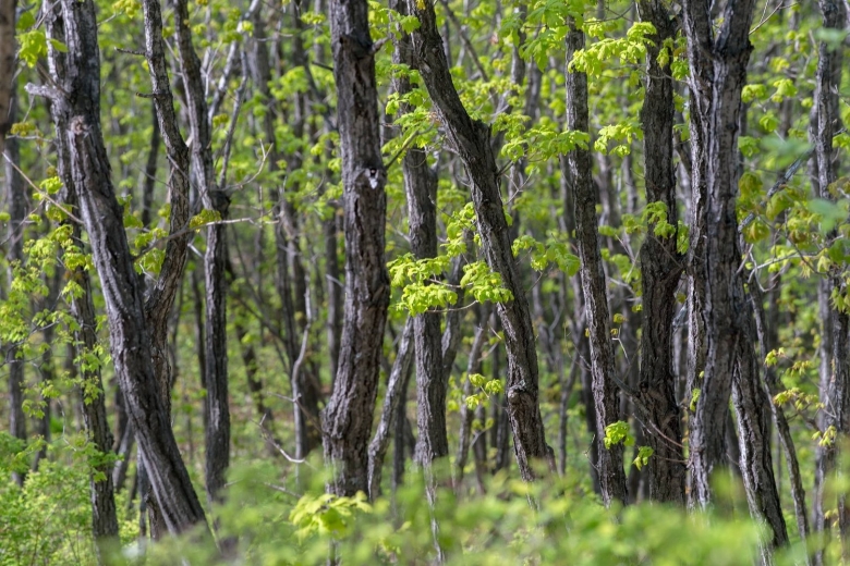 Монгольский дуб Амурской области