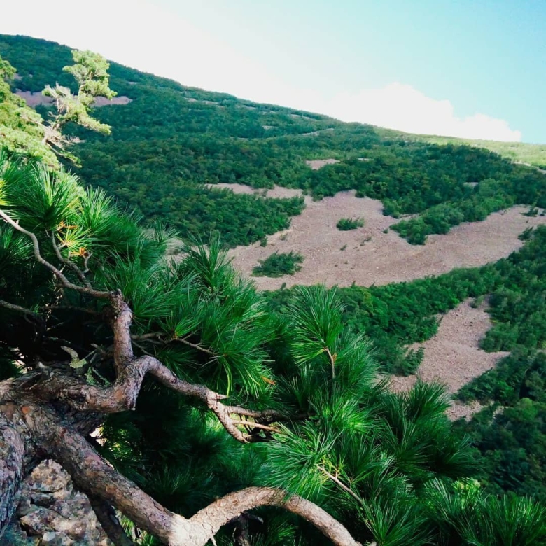 Приморская Тайга