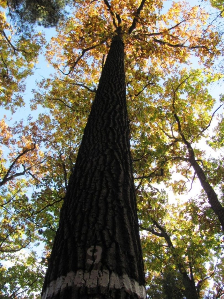 Диморфант дерево приморский