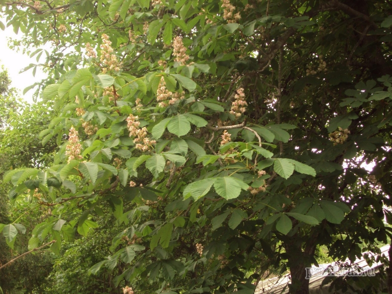 Чернодуб дерево Приморский