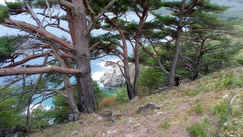 Приморский лес Республика Дагестан