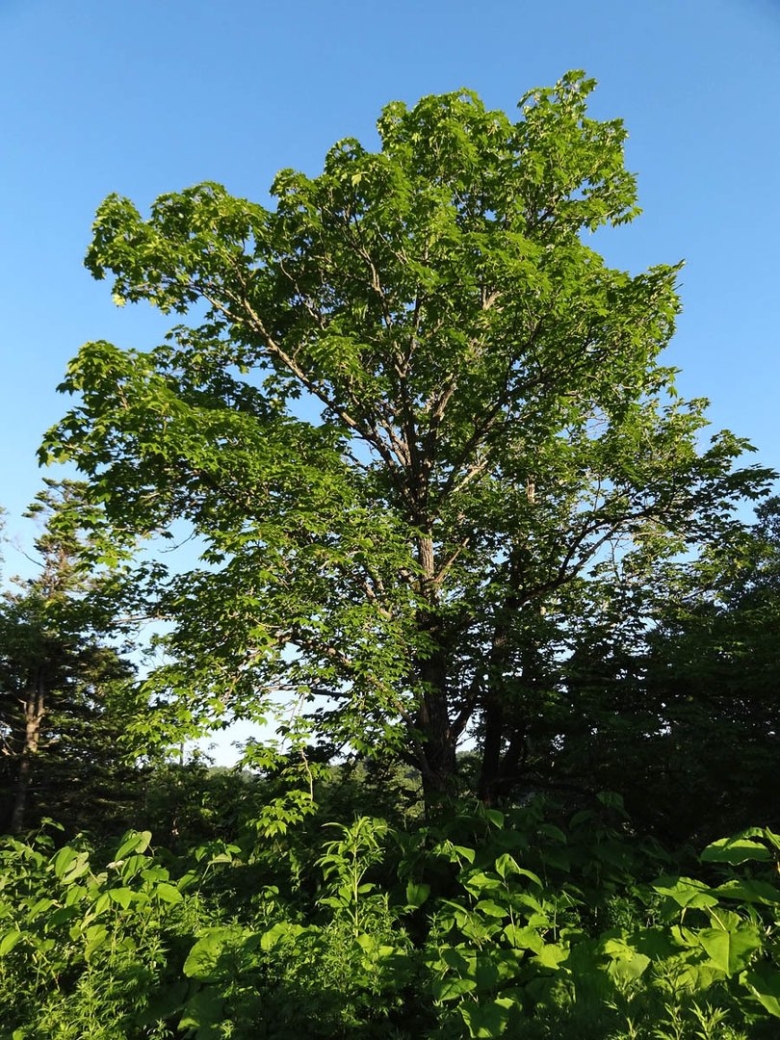 Диморфант дерево Приморский край