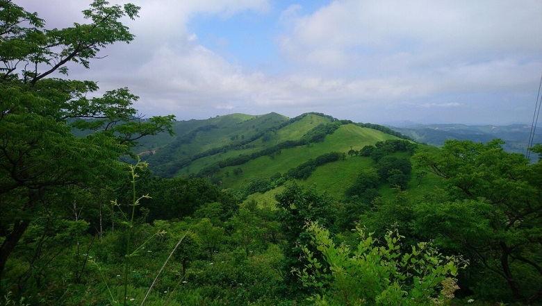 Флора Юга Приморского края