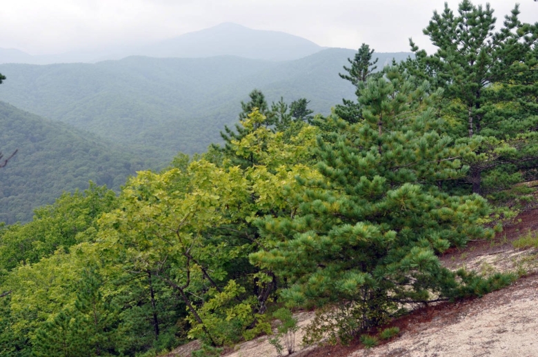 Кедр корейский Уссурийский заповедник
