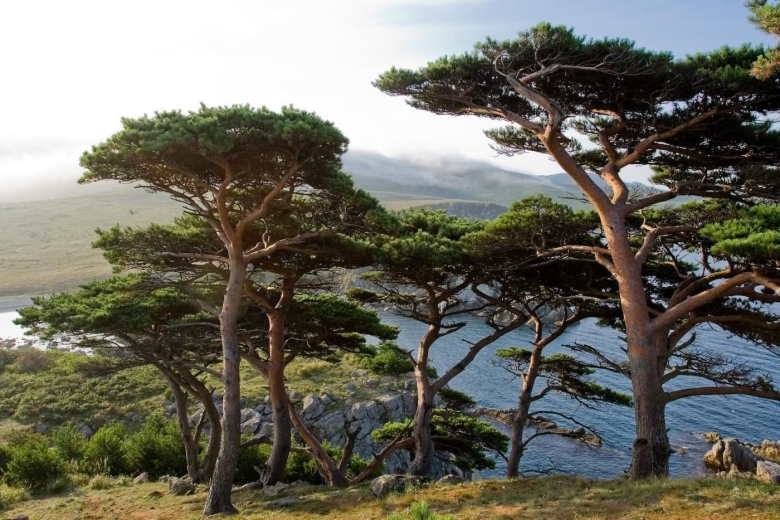 Дальневосточный морской заповедник растительность