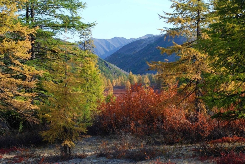 Дальний восток уссурийская тайга