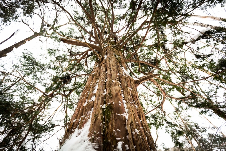 Секвойядендрон гигантский мамонтово дерево