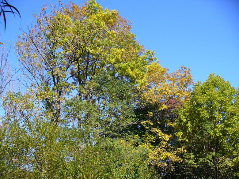 Ильмак дерево в Приморье