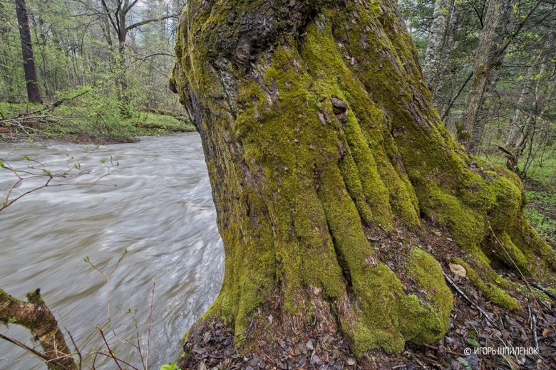 Тополь в Приморском крае