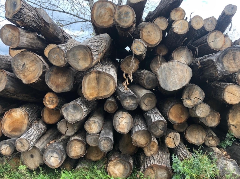 Дуб монгольский древесина