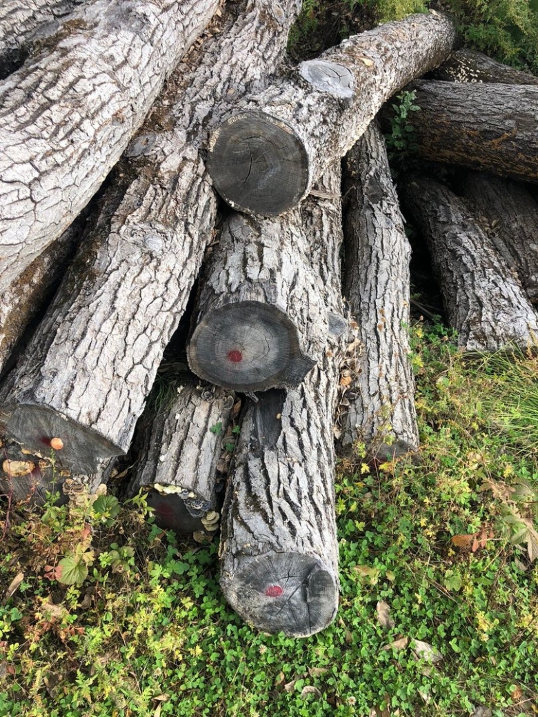 Бугристый нарост древесины