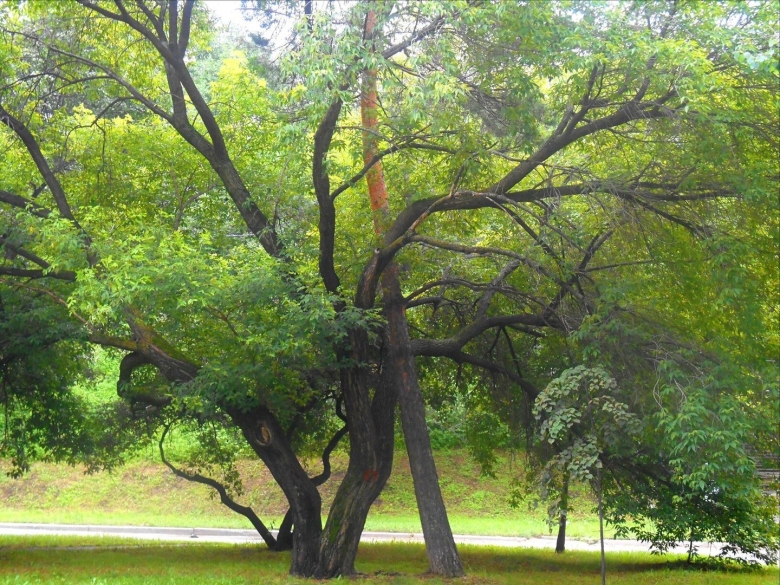 Чернодуб дерево Приморский