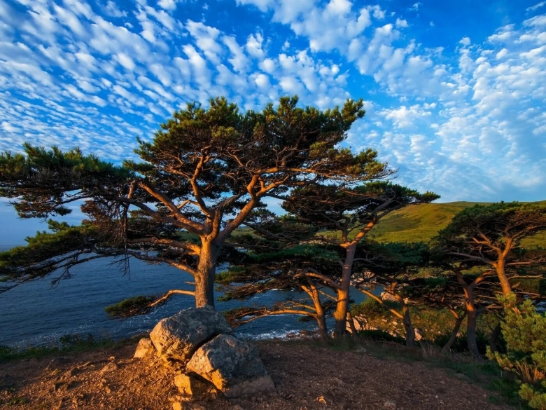 Могильная сосна приморский край