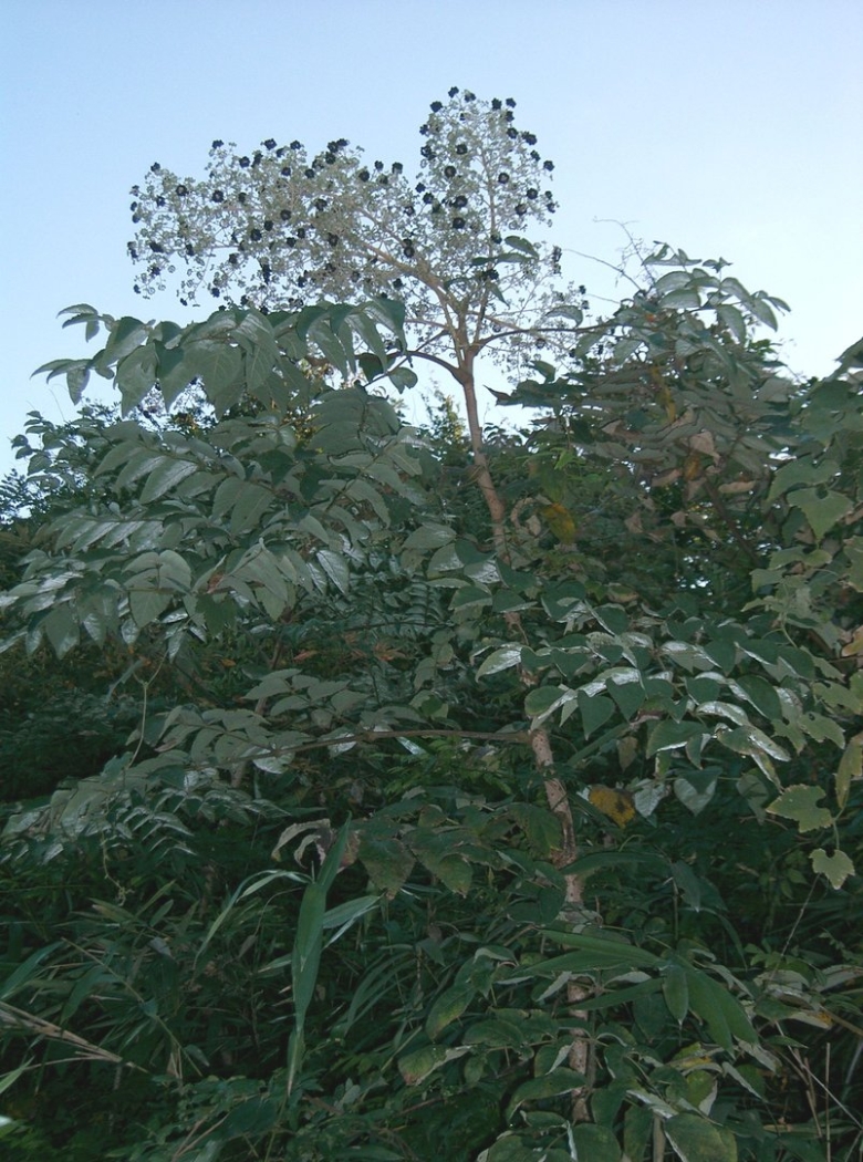 Аралия маньчжурская дерево
