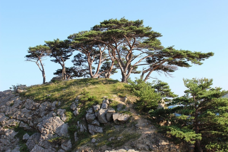 Дальневосточный морской заповедник густоцветковая сосна