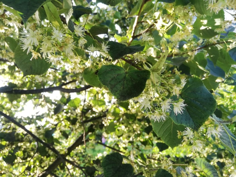 Деревья Владивостока
