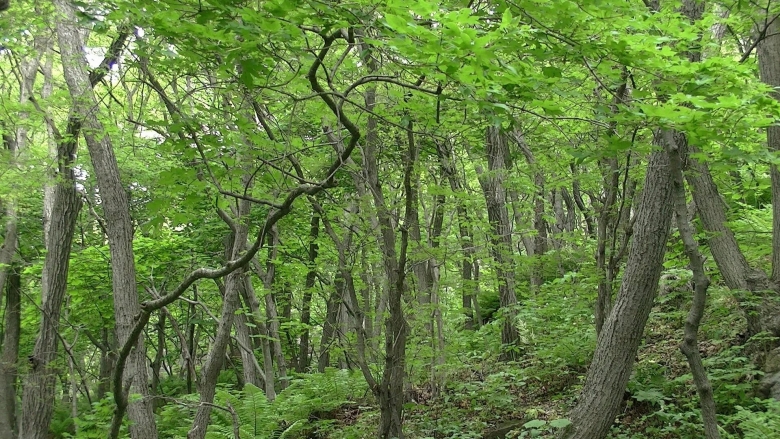 Леса Приморского края Уссурийская Тайга