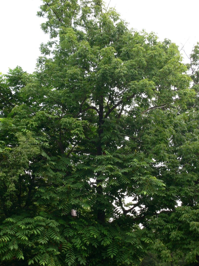 Диморфант дерево Приморский