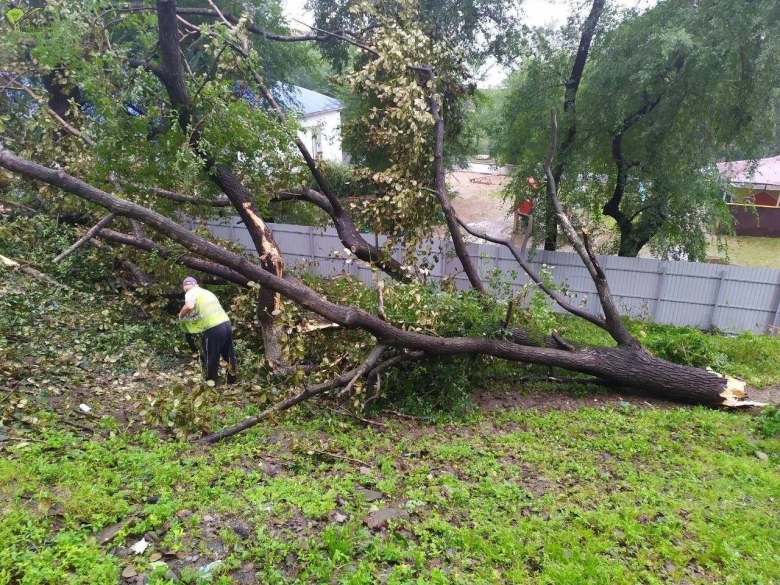 Упавшее дерево