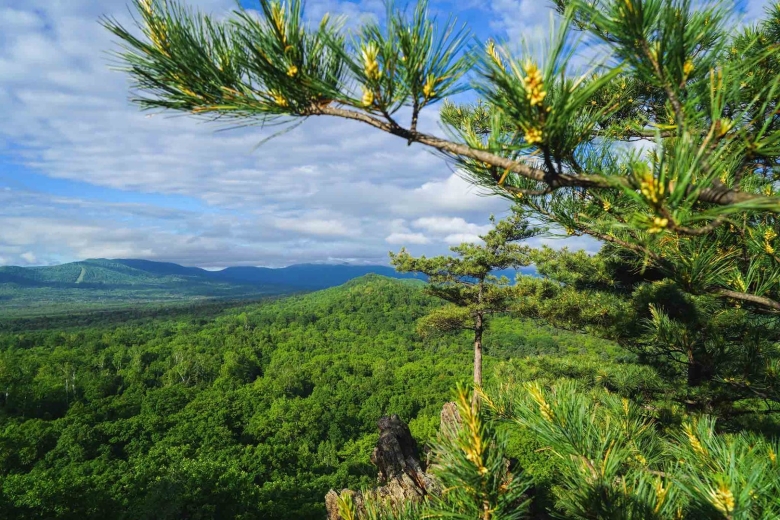 Растительность Комсомольский заповедник Хабаровского края