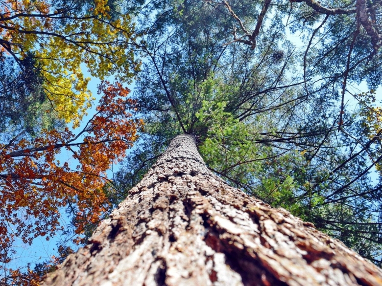 Кедровая Падь заповедник