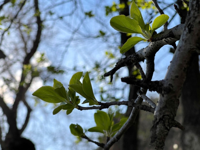 Дерево в Приморском крае с большими почками