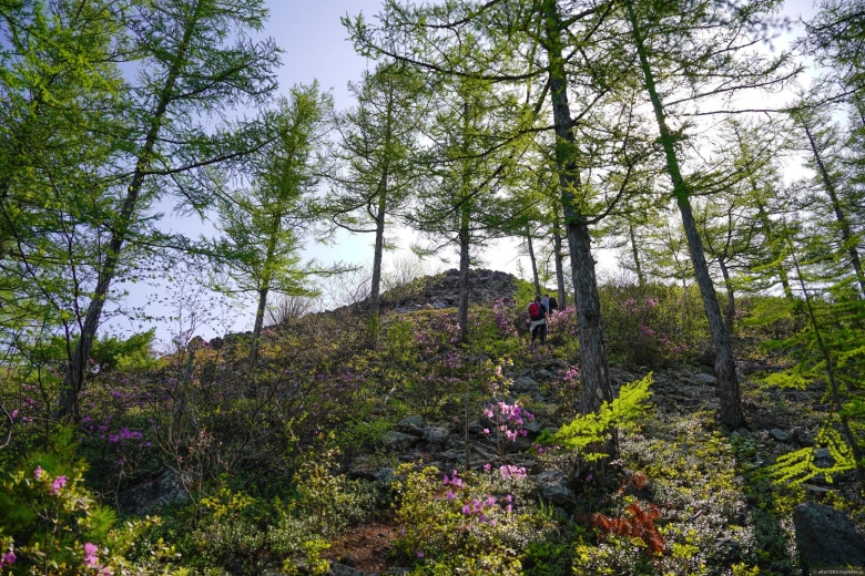 Дальний Восток Уссурийская Тайга