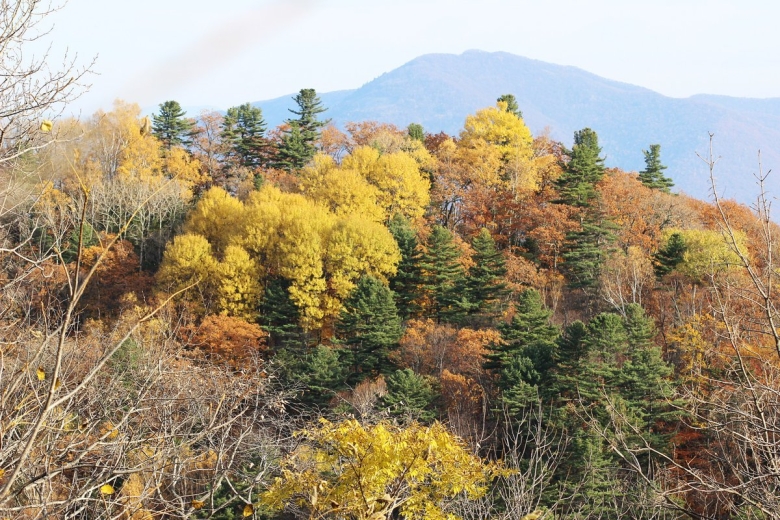 Дальний Восток Уссурийская Тайга