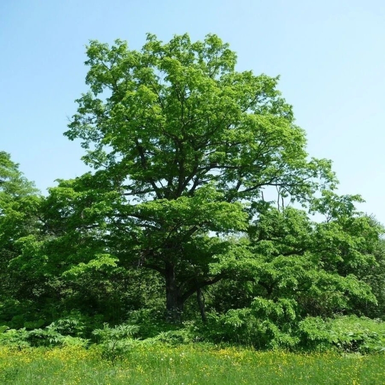 Вяз Ильм карагач Берест