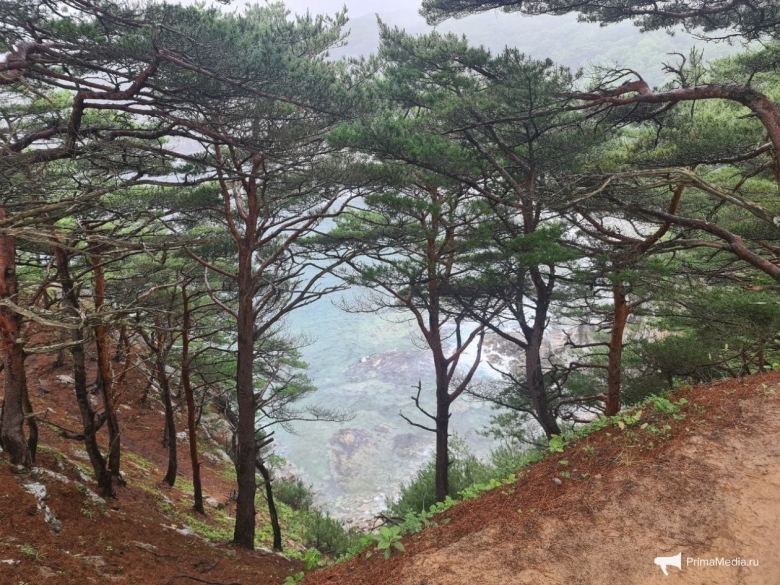 Могильные сосны бухта теляковского