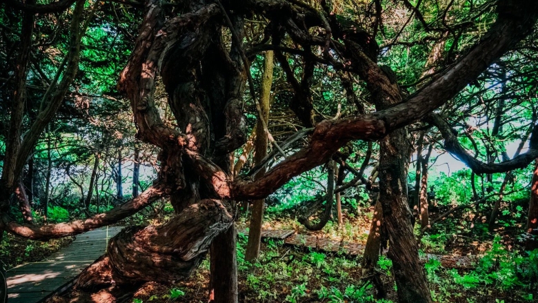 Тисовая роща приморский край