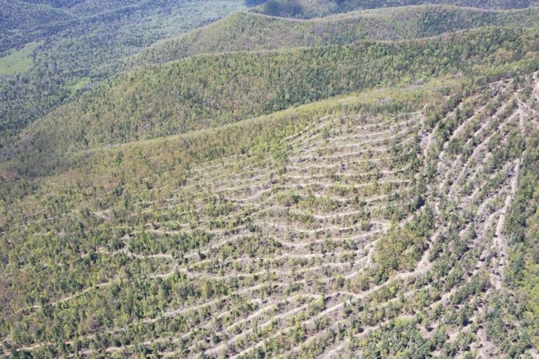Вырубка лесов Приморского края